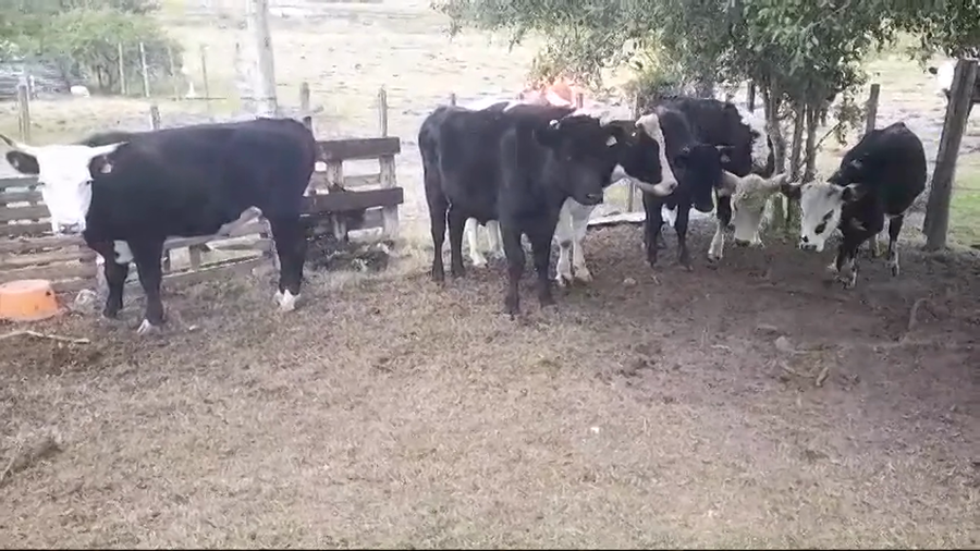 Lote (Vendido)6 Novillos Cruza a remate en #45 Pantalla Carmelo  340kg -  en Radial Conchillas