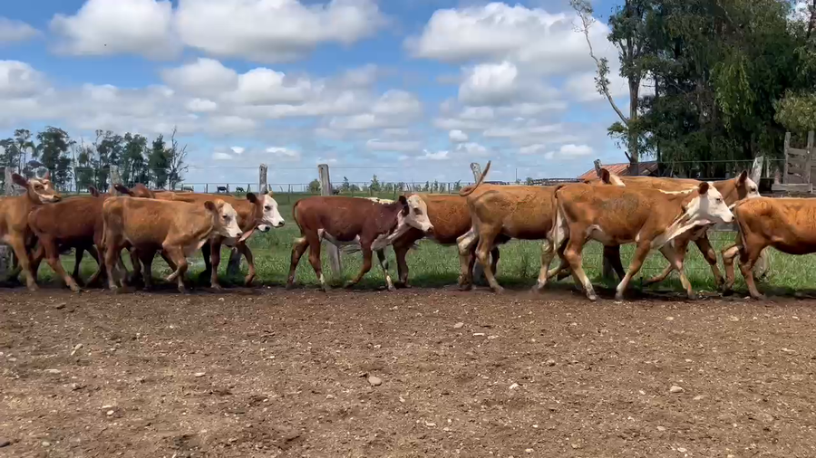 Lote 120 Terneros/as