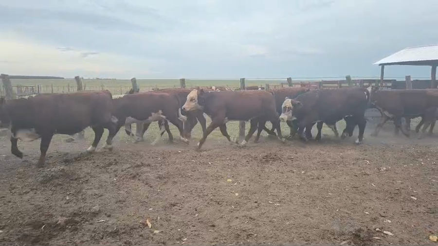 Lote 140 Terneros/as