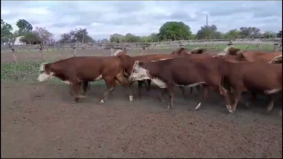 Lote 55 Vaquillonas en Villaguay, Entre Ríos