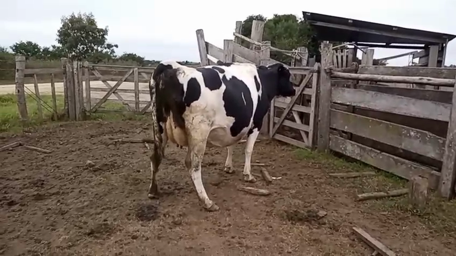 Lote Vaca a remate en Pantalla Especial de Otoño 550kg - , San José