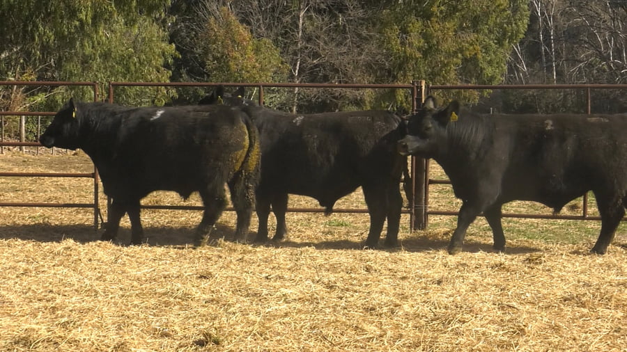 Lote TOROS PUROS DE PEDIGREE