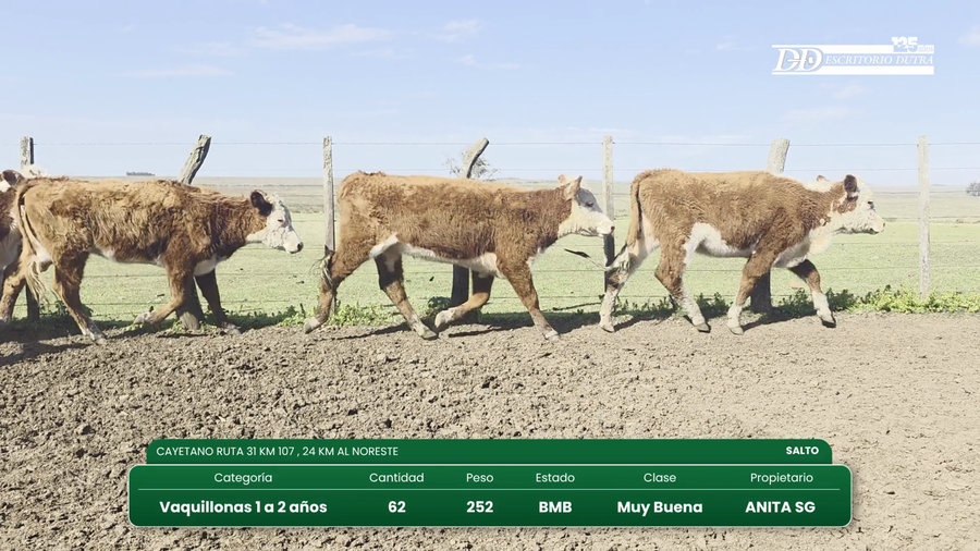 Lote 62 Vaquillonas 1 a 2 años a remate en Vientres Kiyu 152kg - , Salto