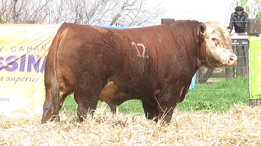 Lote TOROS P. HEREFORD PR