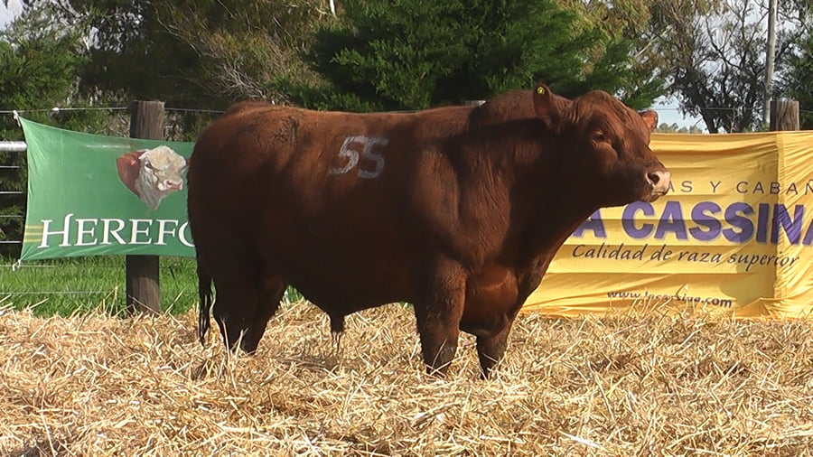 Lote TOROS ANGUS PUROS CONTROLADOS