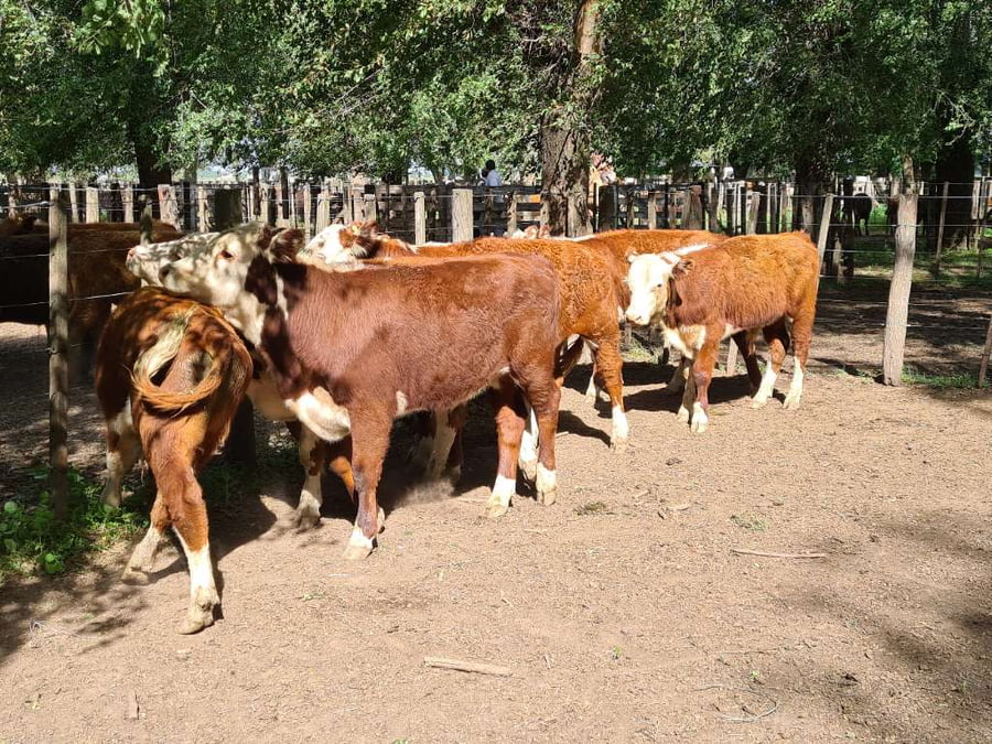 Lote 8 Terneros en Gral. Lamadrid, Buenos Aires