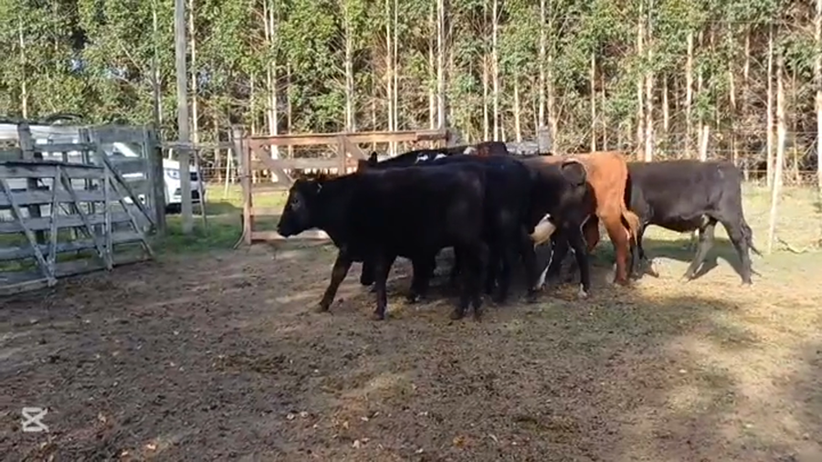 Lote NOVILLOS 1 A 2 AÑOS