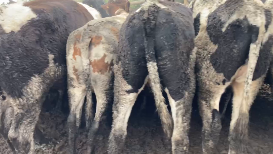 Lote 45 Novillo Gordo en Melipilla, Región Metropolitana