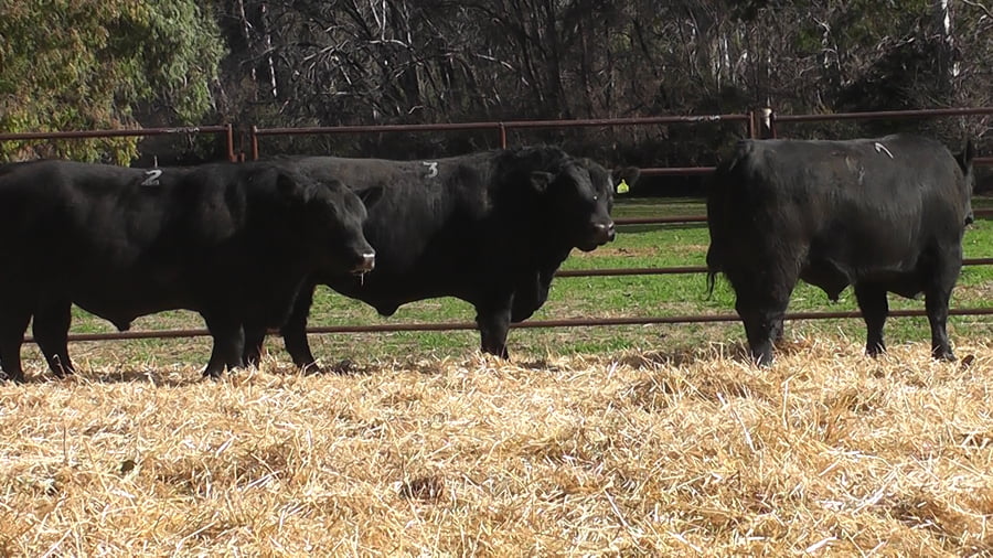 Lote TOROS PUROS DE PEDIGREE