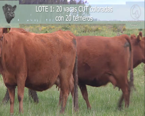Lote 20 VACAS C.U.T. C/ CRIA, EN LOBERIA, PBA.-