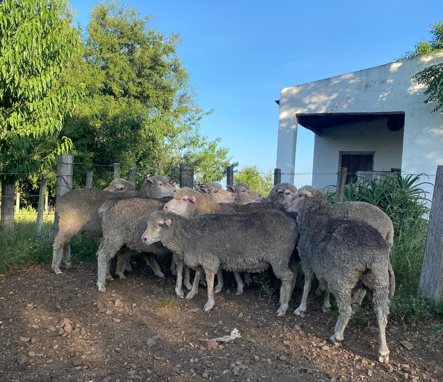 Lote Ovejas Planteleras