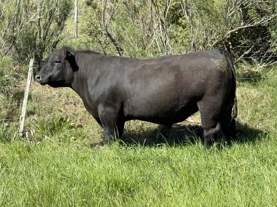 Lote Toros a remate en 4º Remate Don Nestor, Rocha
