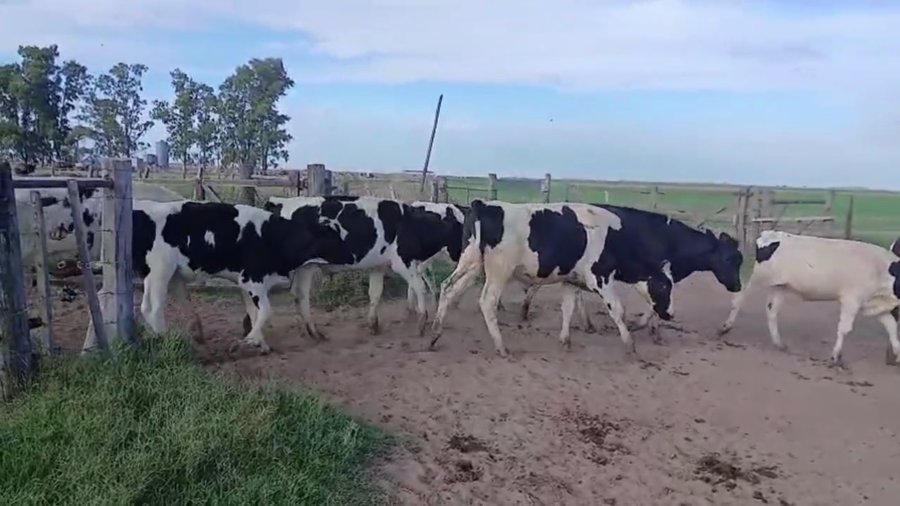 Lote 75 TERNS. MACHOS HOLANDO, EN AMEGHINO, BS. AS.