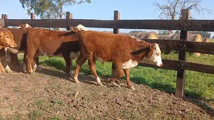 Lote 22 Terneros/as