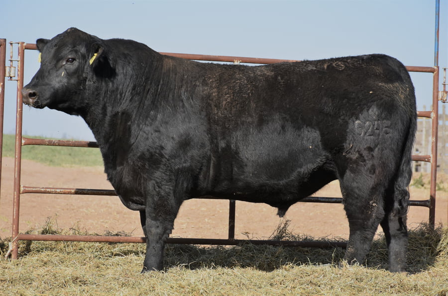 Lote TOROS (Corral 10)