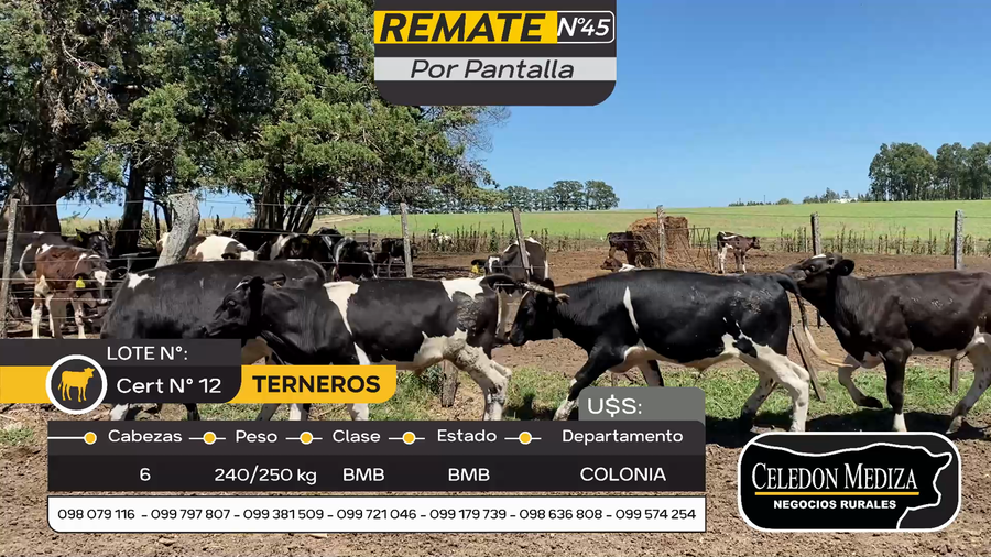 Lote 6 Terneros en Artilleros, Colonia