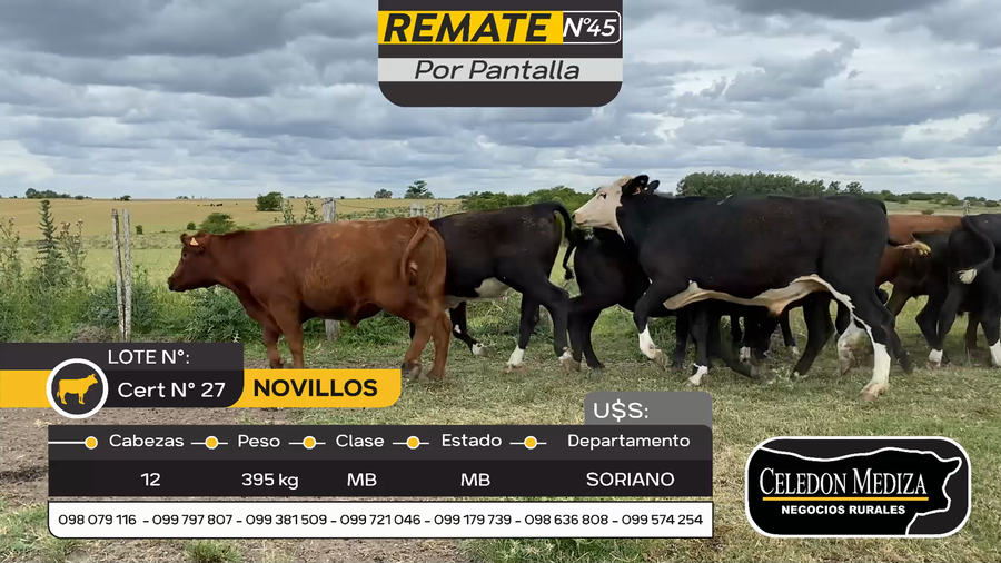 Lote 12 Novillos en Otra Localidad, Soriano