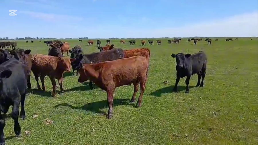 Lote 140 Terneras en Buenos Aires, Dolores