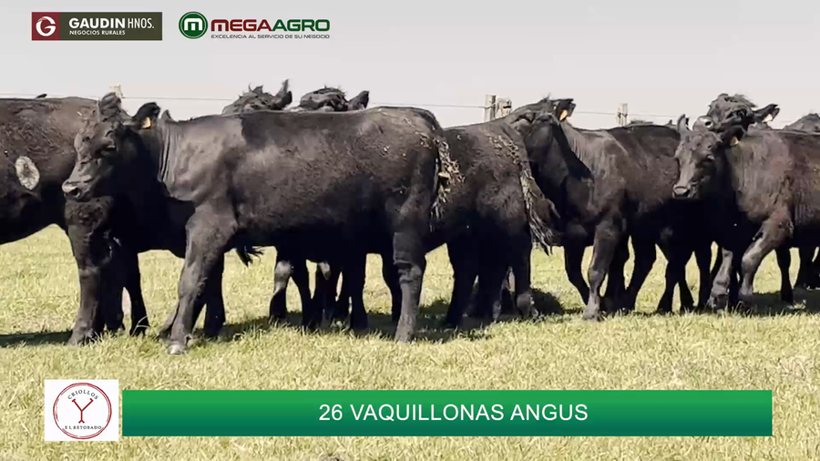 Lote 26 Vaquillonas 1 a 2 años a remate en 3° REMATE ANUAL CABAÑA DON ROBERTO, Salto