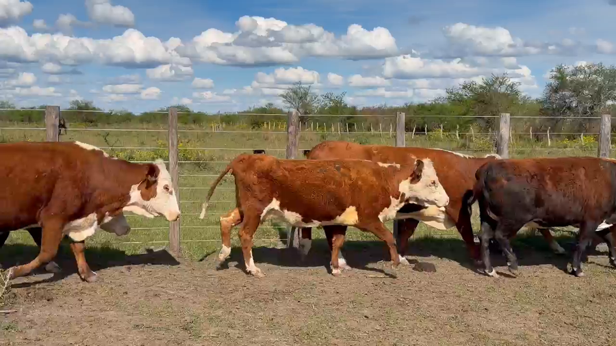 Lote 12 Vacas faena en Corrientes, Curuzu Cuatia