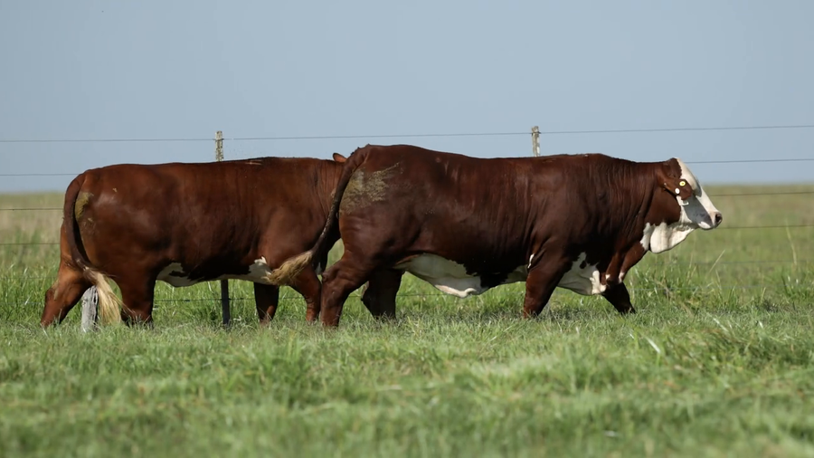 Lote Vaquilla Preñada