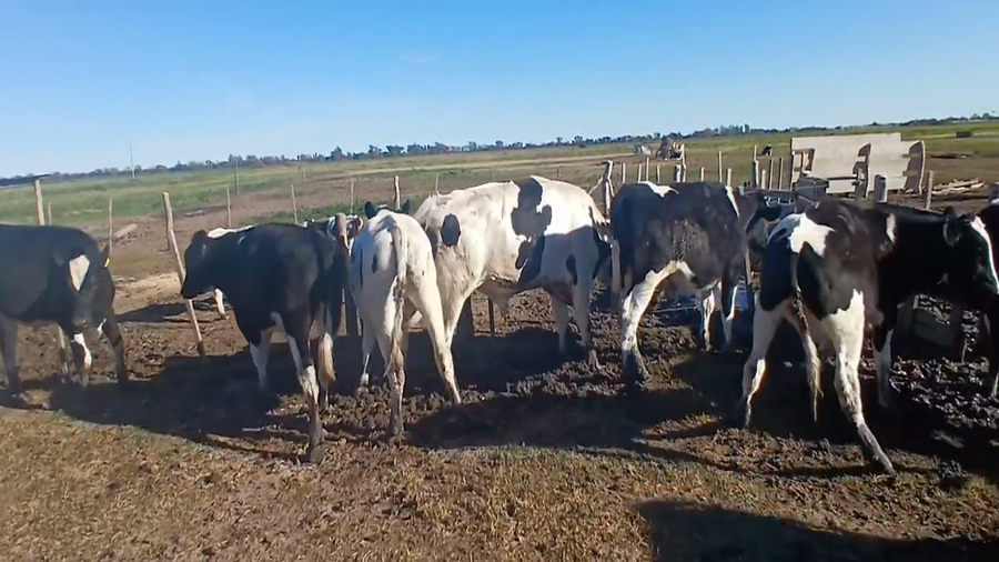 Lote 10 Terneros Holando en Sunchales, Santa Fe