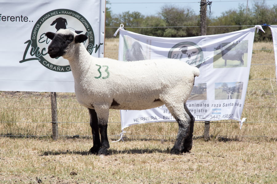 Lote OVINO HAMPSHIRE D. HEMBRA PP