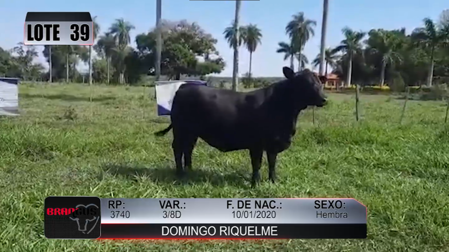 Lote Nacional de Otoño Brangus Campo - Lote 39