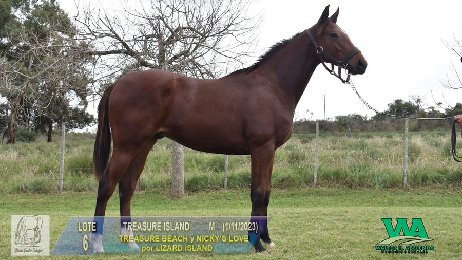 Lote TREASURE ISLAND