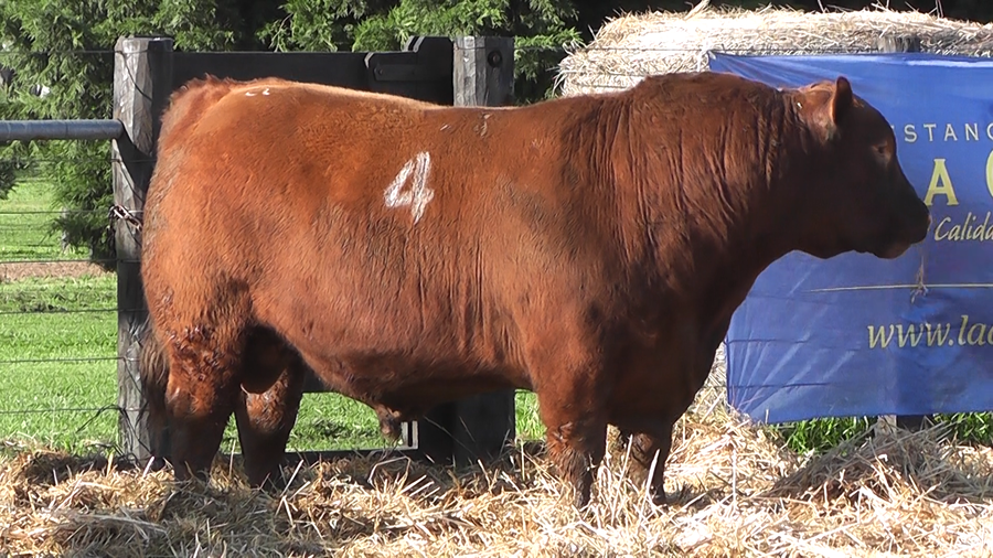Lote TOROS ANGUS PURO CONTROLADO