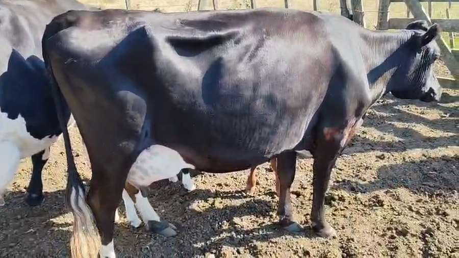 Lote 2 Vaquillonas  500kg - , San José