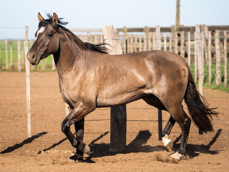 Lote Del Goyaz Bombilla