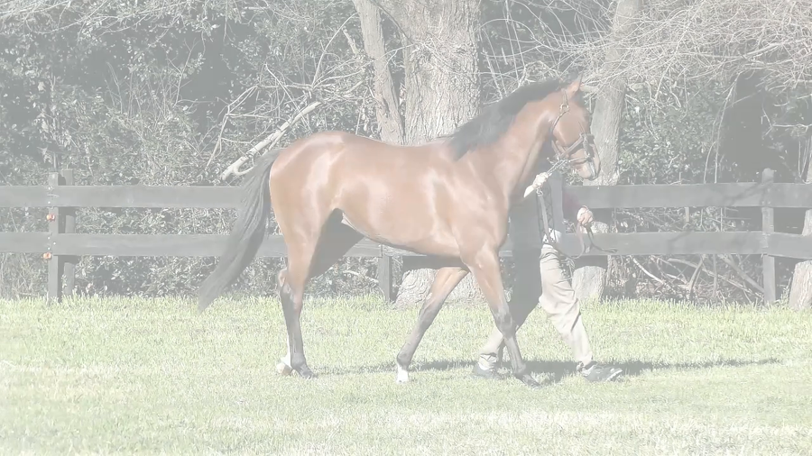 Lote TOP TIME (ANNALS OF TIME -  ANNALS OF TIME)