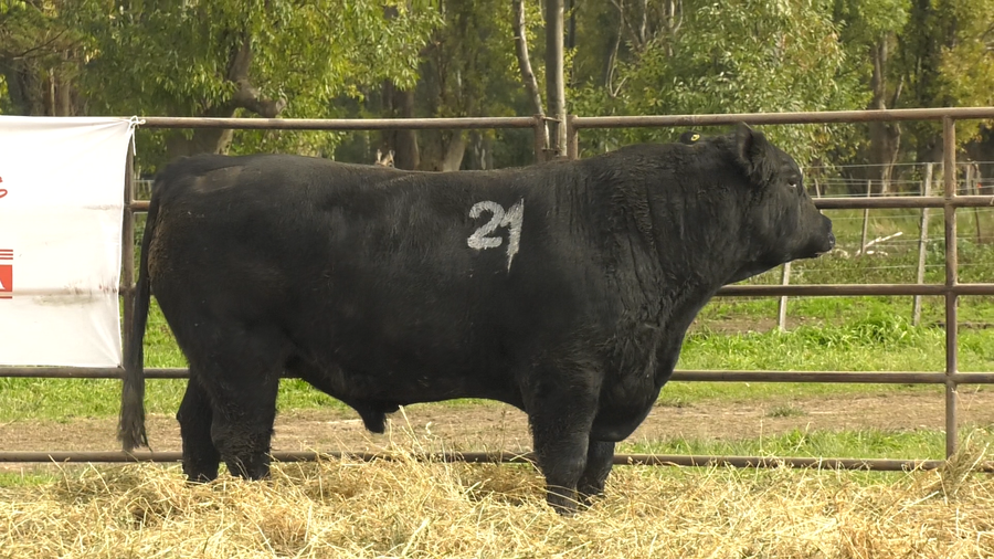 Lote TOROS ANGUS NEGROS  PC