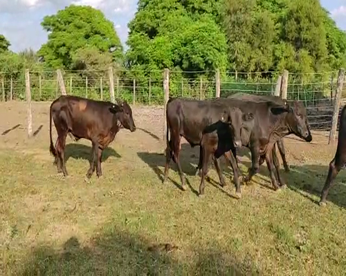 Lote 60 Novillitos en Quimilí, Santiago del Estero