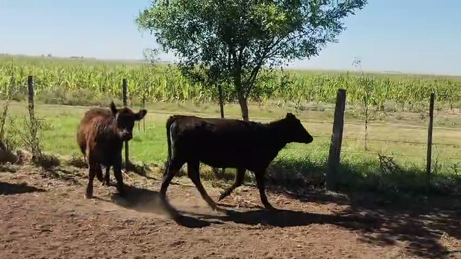 Lote 35 Terneros en Bonifacio