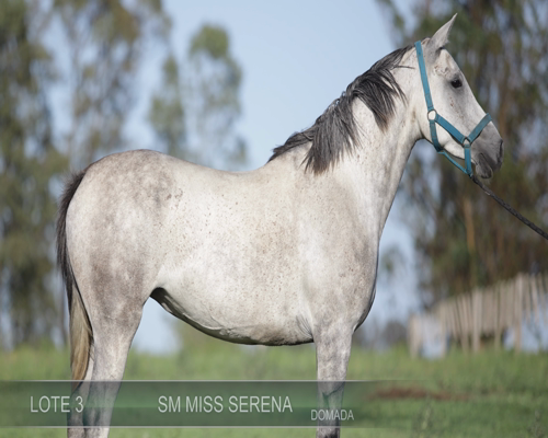 Lote SM MISS SERENA