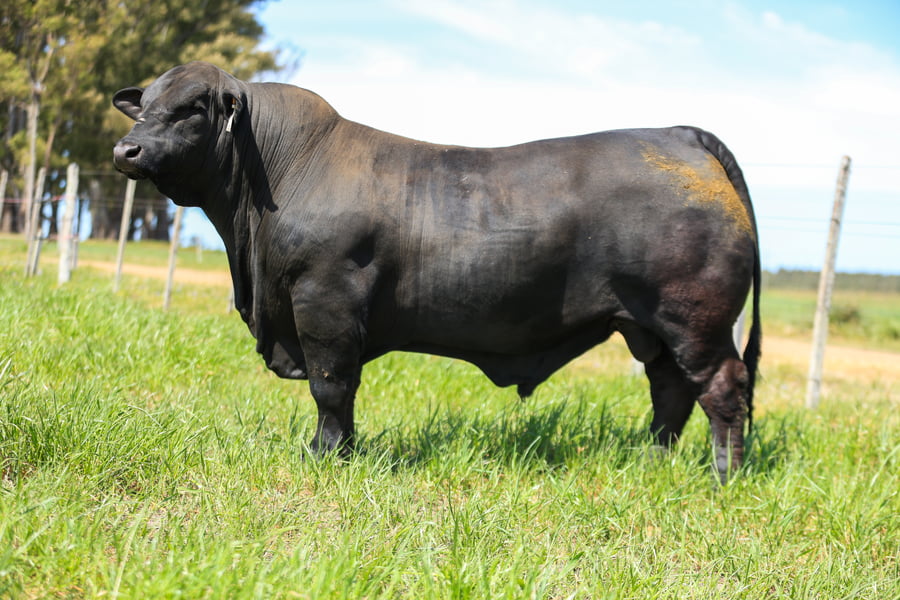 Lote Cabaña Jacarandá