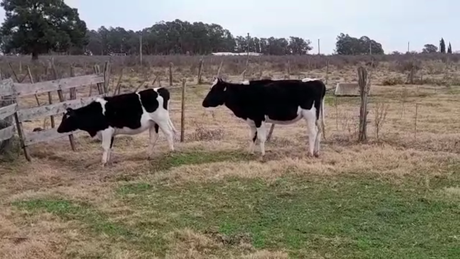 Lote (Vendido)2 Vaquillonas holando HO a remate en PANTALLA GARLAND 230kg -  en CARDONA