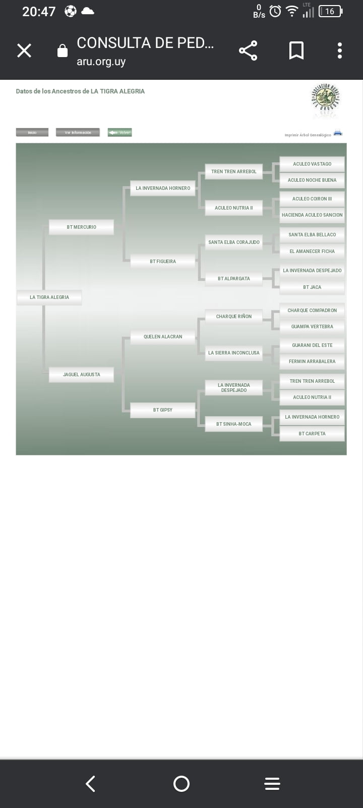 Lote LA TIGRA ALEGRIA RP169