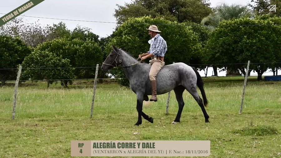 Lote ALEGRIA CORRE Y DALE