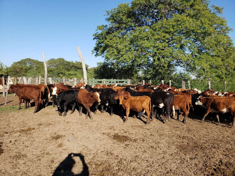 Lote 95 Terneros/as en Riachuelo, Corrientes