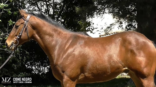 Lote CISNE NEGRO (SAFETY CHECK - CORAMINA)