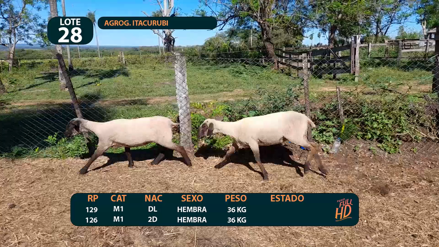 Lote LOTE 28