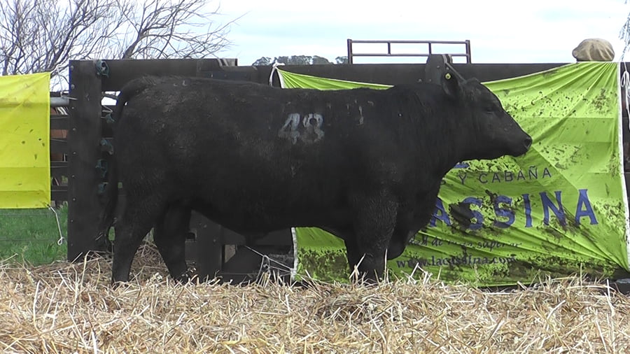 Lote TOROS ANGUS PUROS CONTROLADOS