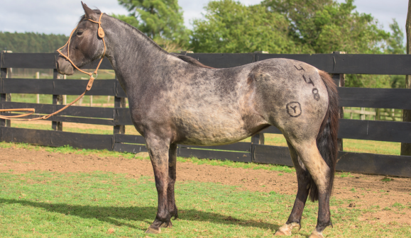 Lote EL GAVILÁN NAVAJA