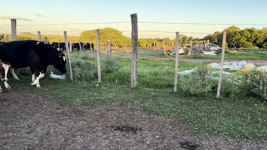 Lote TERNEROS HOLANDO