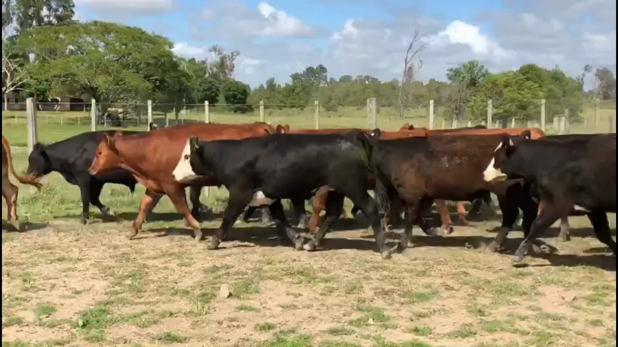 Lote 100 Novillos 1 a 2 años en Tacuarembó