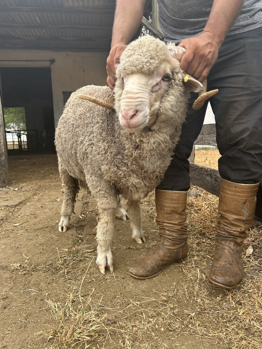 Lote Borrego 2D (MO: Si)