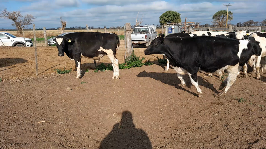 Lote 20 Novillitos Holando Argentino de Feed Lot en Morteros, Córdoba
